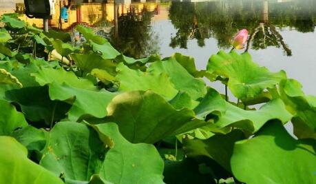 專業的園林公司帶你了解什么是園林景觀設計？