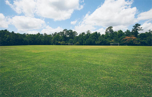 園林綠化公司：花卉施肥技巧有哪些?