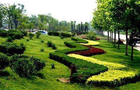 園林景觀工程常用的園林綠化植物有哪幾種？